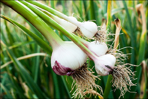 Garlic (Allium sativum)