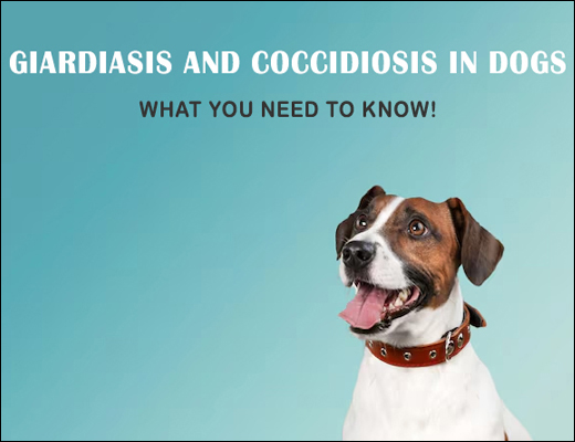 Giardiasis And Coccidiosis In Dogs