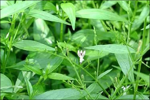 Indian Echinacea (Andrographis paniculata)