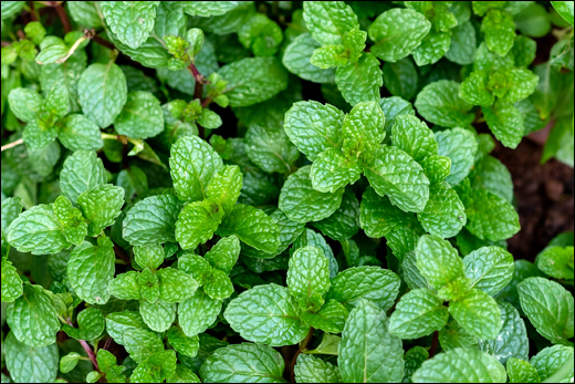 Peppermint, Pudina, Mentha piperita, Systemic Classification, Synonyms Of Peppermint, Habitat, Morphology, Chemical Composition Of Peppermint, Ayurvedic Properties, Practical Uses And Benefits, Part Used