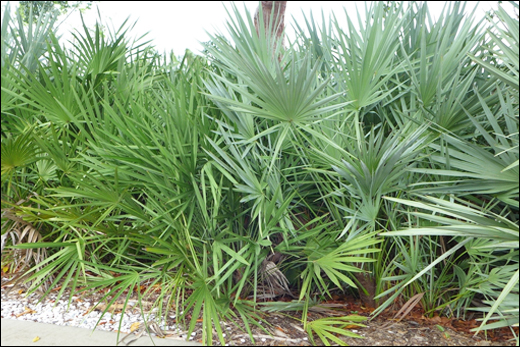 Saw Palmetto (Serenoa repens)