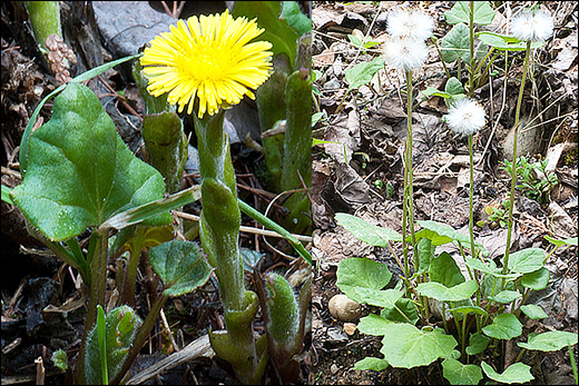 Coltsfoot, Tussilago farfara, Classification, Ayurvedic Properties, Dosage, Vernacular Names, Taxonomical Classification, Habitat, Chemical Composition, Ancient Verse, Benefits