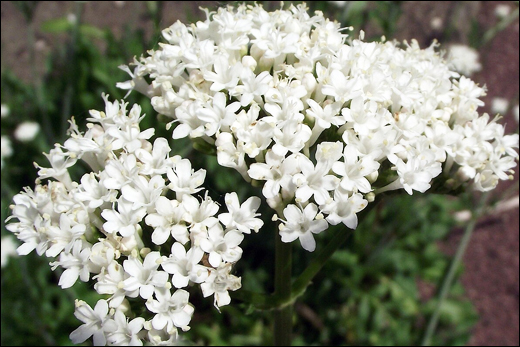 Valeriana (Valeriana officinalis)