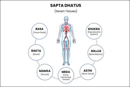 What Are Sapta Dhatus In Ayurveda