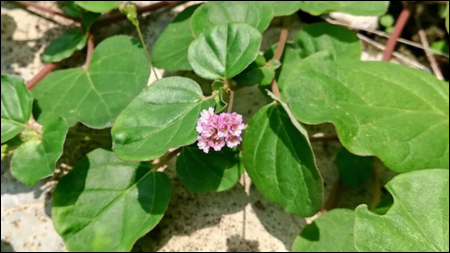 punarnava plant Image (Boerhavia Diffusa)